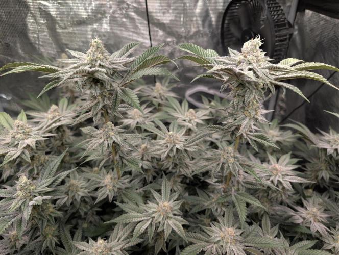 Dante's Inferno #8 (Mile High Dave Cut). Week 7