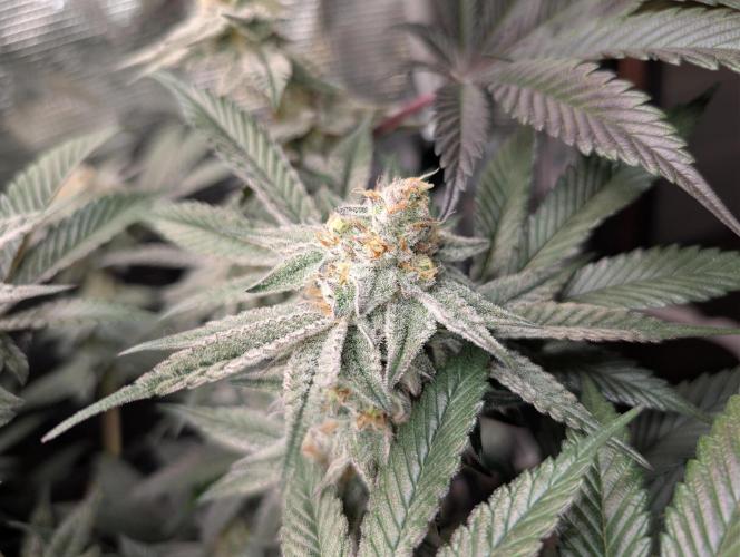 Dante's Inferno #8 (Mile High Dave Cut). Week 7