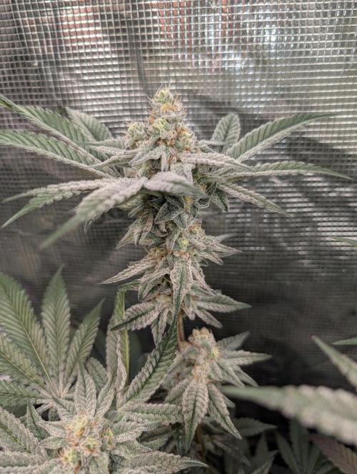 Dante's Inferno #8 (Mile High Dave Cut). Week 7
