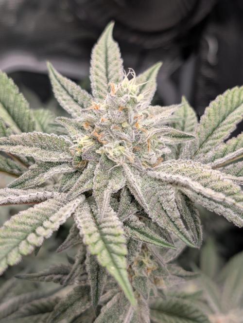 Dante's Inferno #8 (Mile High Dave Cut). Week 7