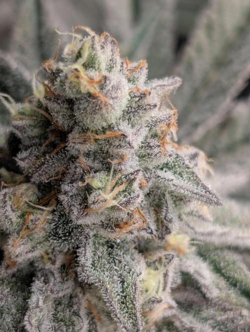 Dante's Inferno #8 (Mile High Dave Cut). Week 7 - Day 45 Flower