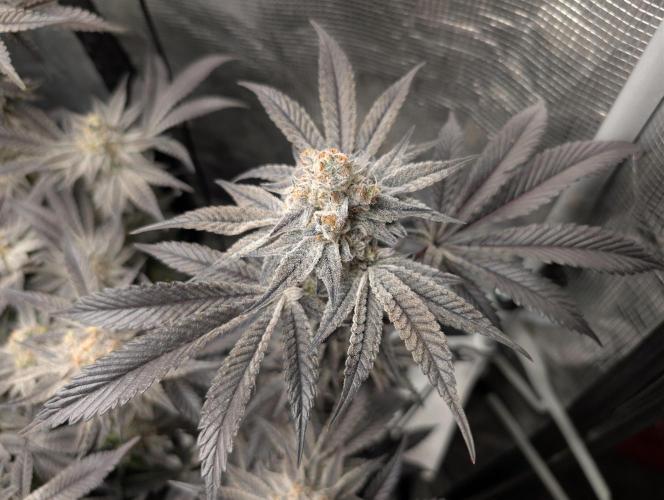 Dante's Inferno #8 (Mile High Dave Cut). Week 8