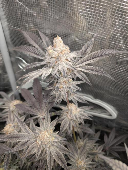 Dante's Inferno #8 (Mile High Dave Cut). Week 8