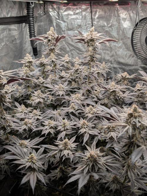 Dante's Inferno #8 (Mile High Dave Cut). Week 8