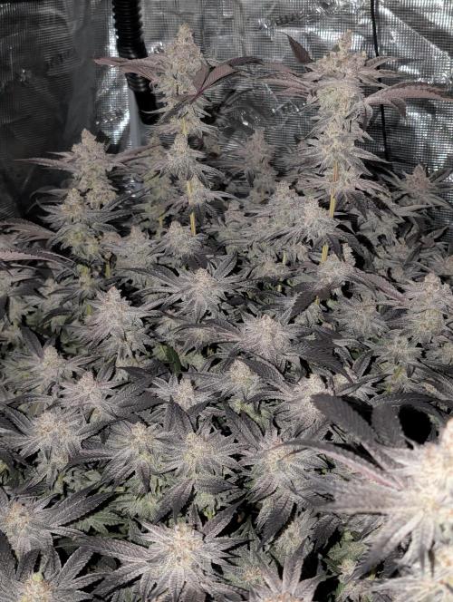 Dante's Inferno #8 (Mile High Dave Cut). Week 8