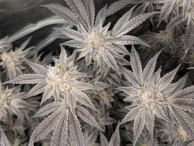 Dante's Inferno #8 (Mile High Dave Cut). Week 8