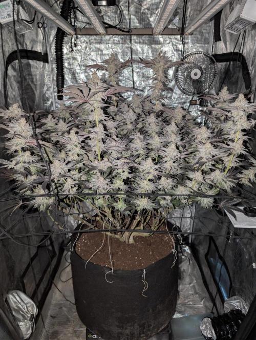 Dante's Inferno #8 (Mile High Dave Cut). Week 8