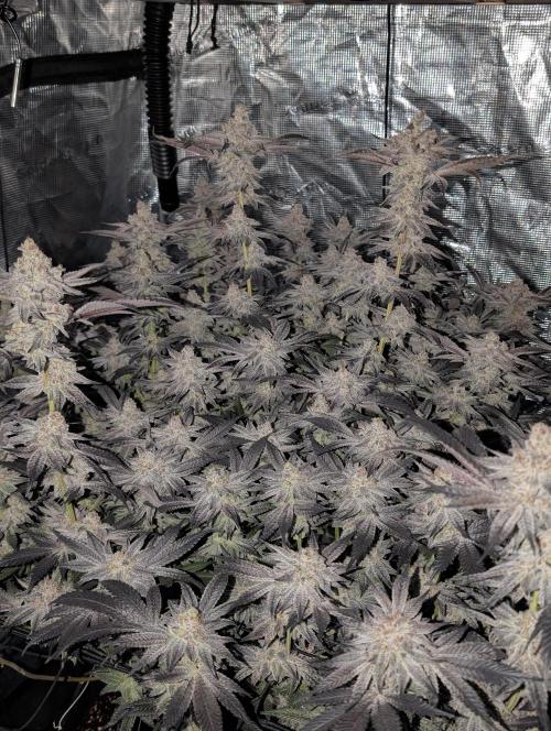 Dante's Inferno #8 (Mile High Dave Cut). Week 9