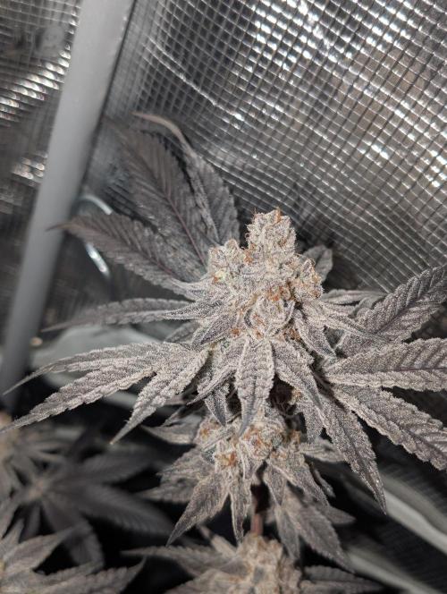 Dante's Inferno #8 (Mile High Dave Cut). Week 9