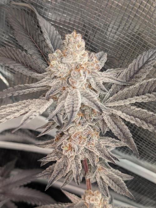 Dante's Inferno #8 (Mile High Dave Cut). Week 9