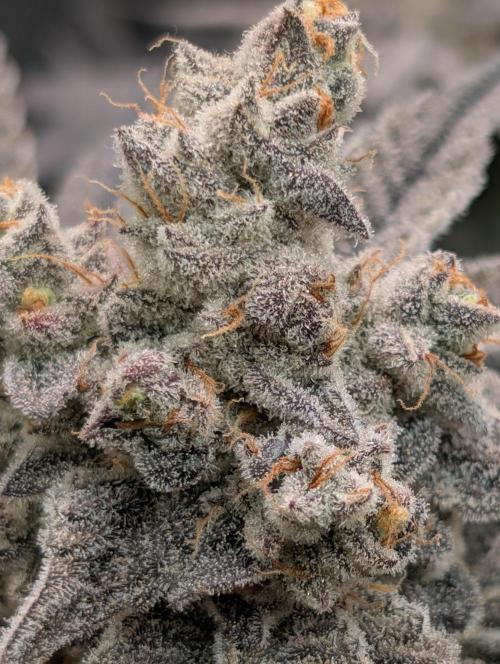 Dante's Inferno #8 (Mile High Dave Cut). Week 9