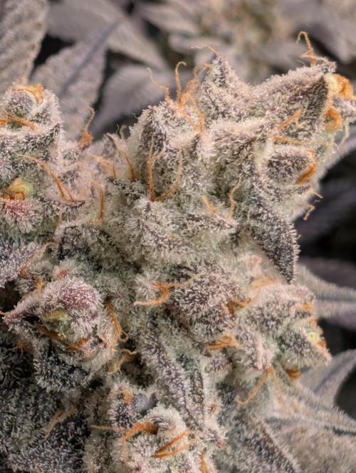 Dante's Inferno #8 (Mile High Dave Cut). Week 9