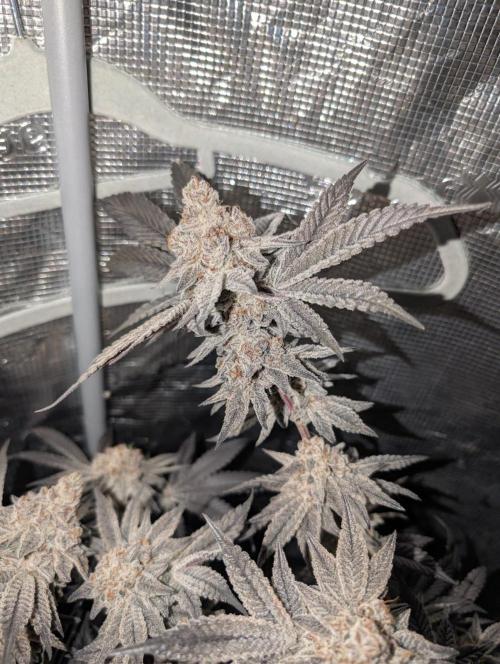 Dante's Inferno #8 (Mile High Dave Cut). Week 11