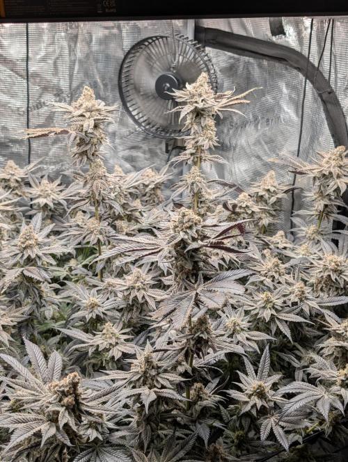 Dante's Inferno #8 (Mile High Dave Cut). Week 11