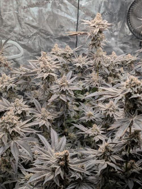 Dante's Inferno #8 (Mile High Dave Cut). Week 11
