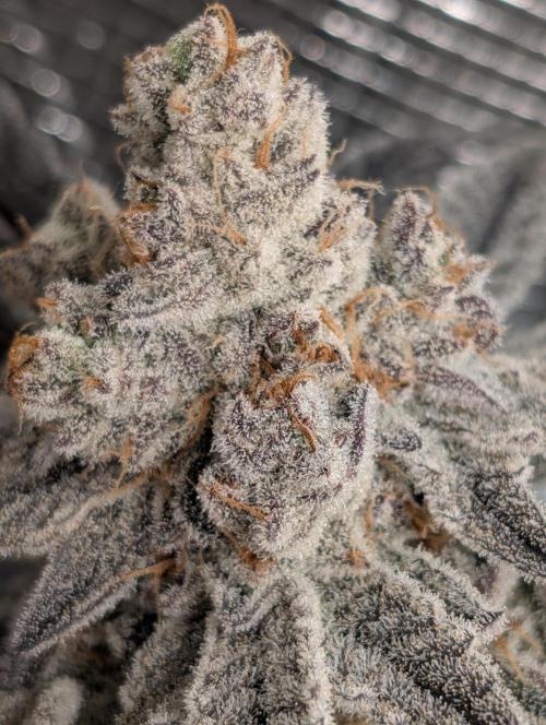 Dante's Inferno #8 (Mile High Dave Cut). Week 11