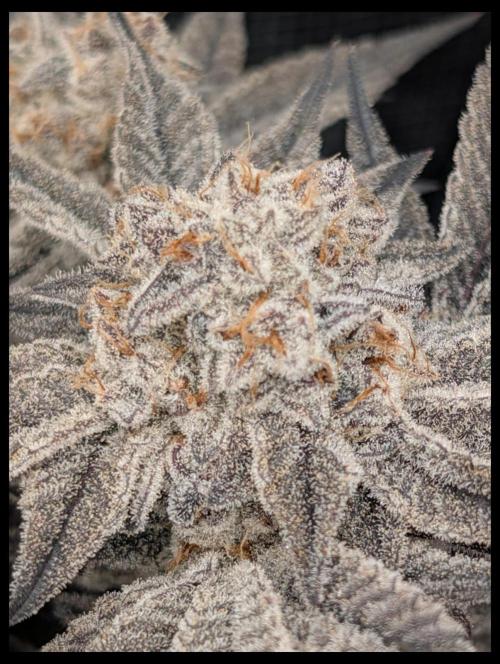 Dante's Inferno #8 (Mile High Dave Cut). Week 11