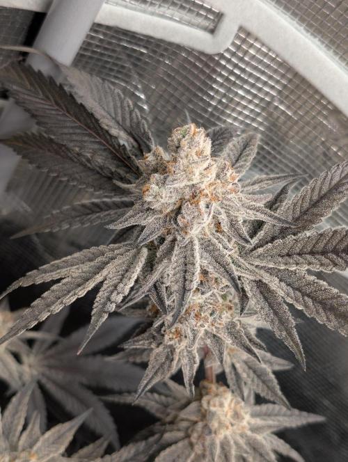 Dante's Inferno #8 (Mile High Dave Cut). Week 11