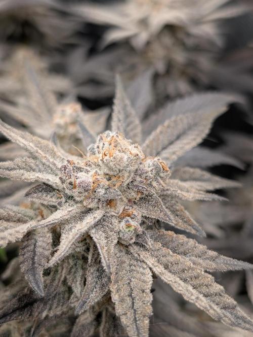 Dante's Inferno #8 (Mile High Dave Cut). Week 11