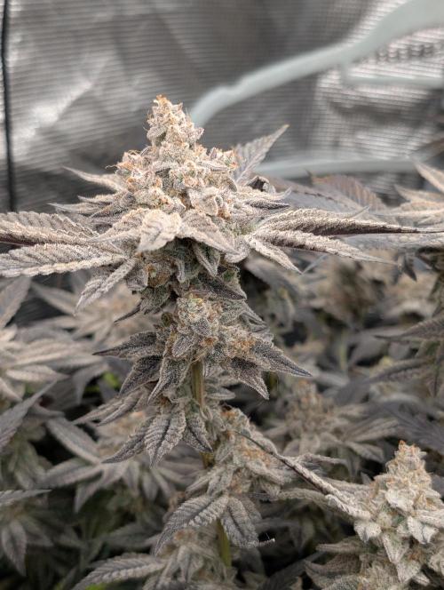 Dante's Inferno #8 (Mile High Dave Cut). Week 11