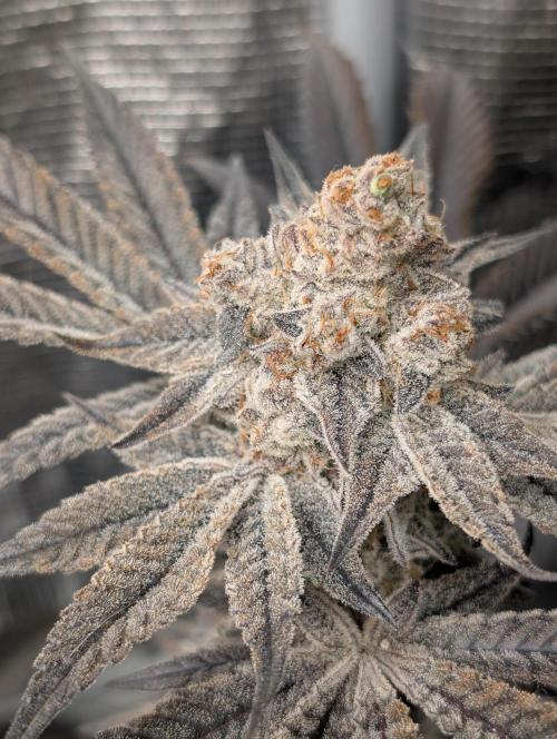 Dante's Inferno #8 (Mile High Dave Cut). Week 11