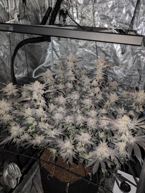 Dante's Inferno #8 (Mile High Dave Cut). Week 11
