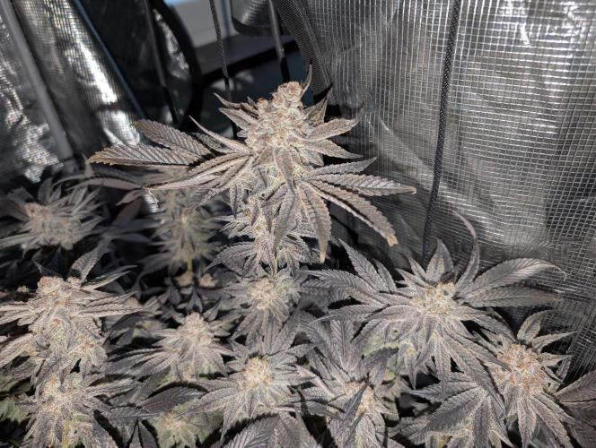 Dante's Inferno #8 (Mile High Dave Cut). Week 11
