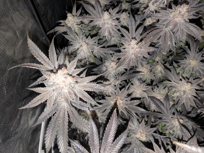 Dante's Inferno #8 (Mile High Dave Cut). Week 11