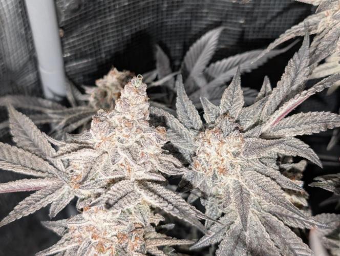 Dante's Inferno #8 (Mile High Dave Cut). Week 11