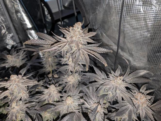 Dante's Inferno #8 (Mile High Dave Cut). Week 11