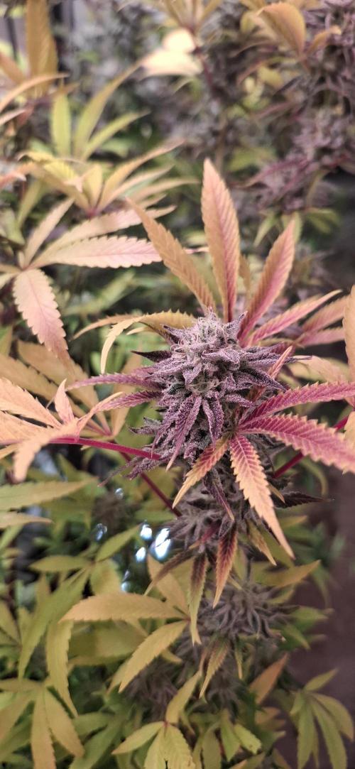 Mimozz #3. Week 9 - Haole moonshine 