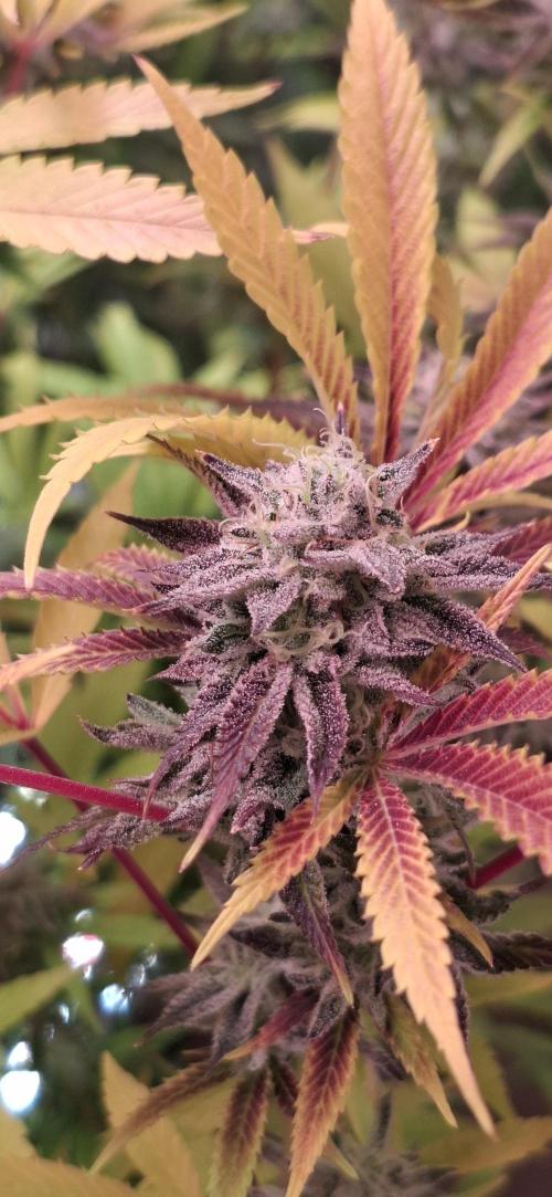 Mimozz #3. Week 9 - Haole moonshine 