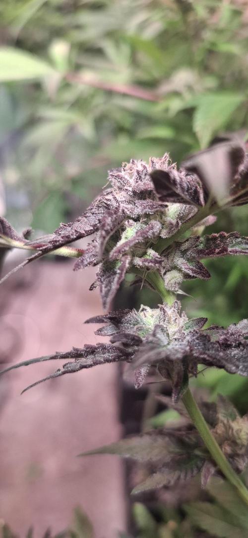 Platinum Pave. Week 7 - Platinum pave compound Outdoor 