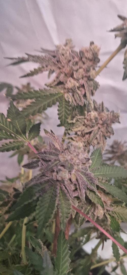 Platinum Pave. Week 7 - Platinum Pave 