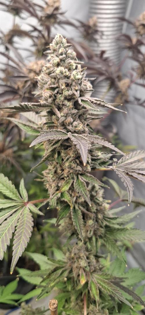 Platinum Pave. Week 7 - Platinum Pave 