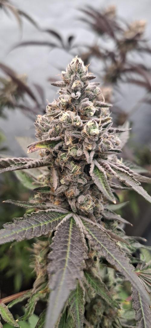 Platinum Pave. Week 7 - Platinum Pave 