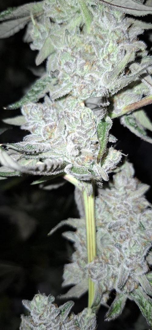 Platinum Pave. Week 7 - Platinum pave compound genetics 