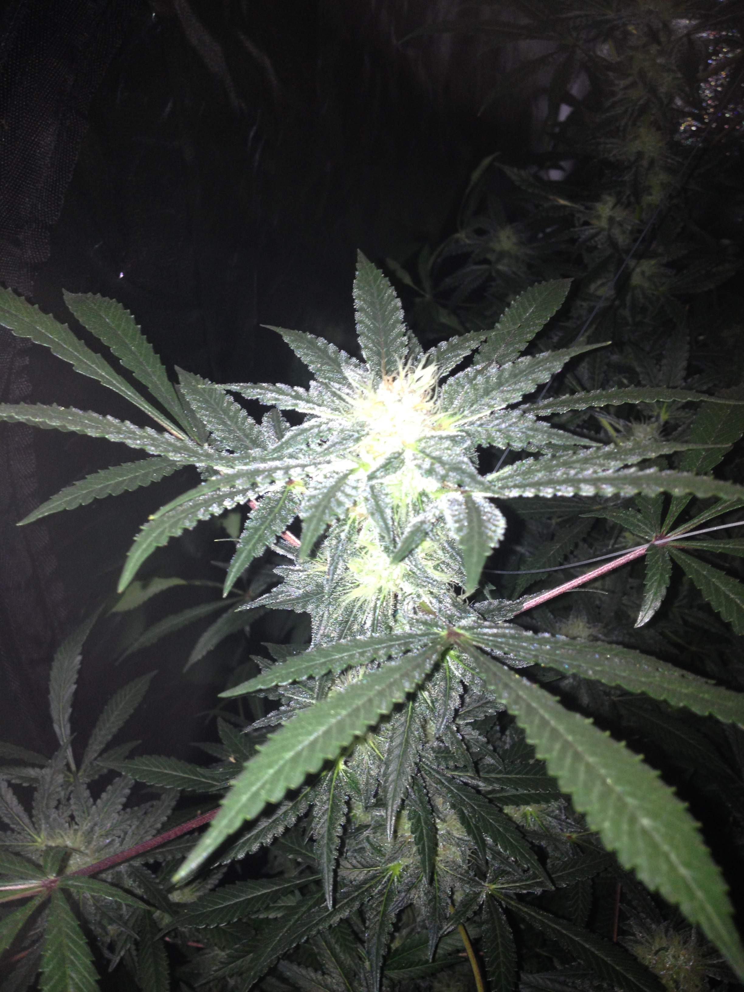 Super Skunk grow diary (journal) week6 by Lindsay420 - GrowDiaries