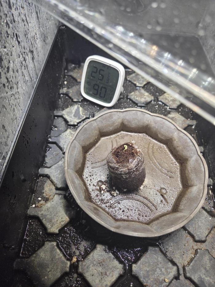 HSC All Gas OG-Autopot  Coco. Week 0