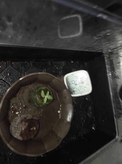 HSC All Gas OG-Autopot  Coco. Week 1