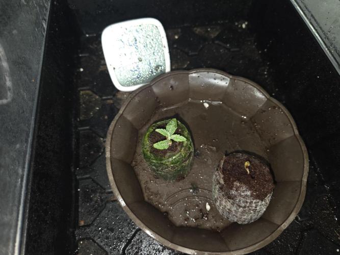 HSC All Gas OG-Autopot  Coco. Week 1