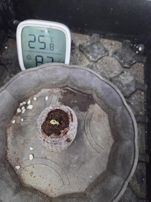 HSC All Gas OG-Autopot  Coco. Week 1