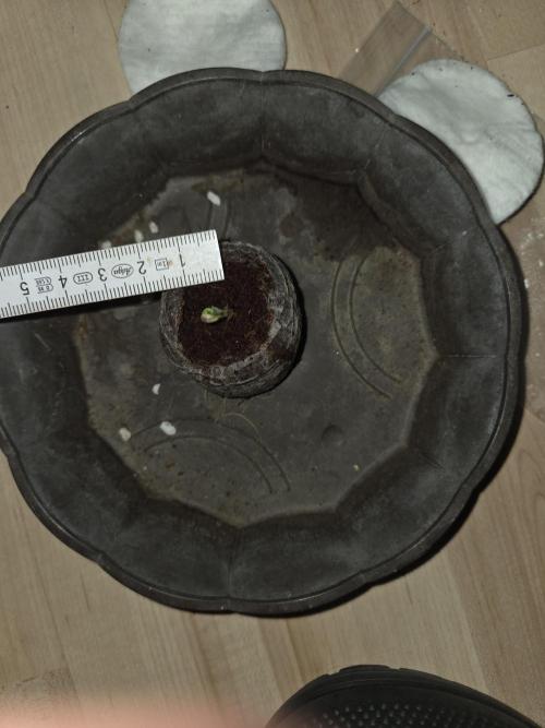 HSC All Gas OG-Autopot  Coco. Week 1