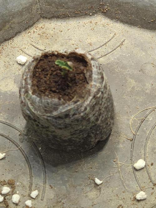 HSC All Gas OG-Autopot  Coco. Week 1