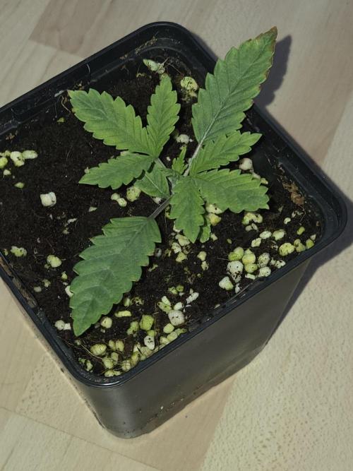 HSC All Gas OG-Autopot  Coco. Week 2
