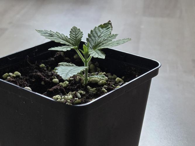 HSC All Gas OG-Autopot  Coco. Week 2