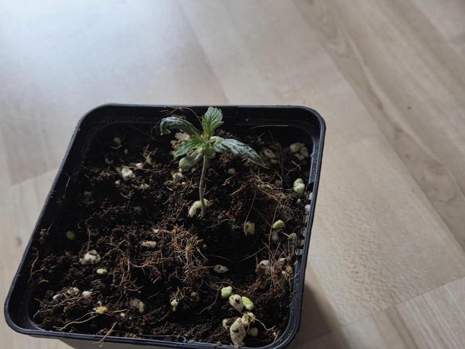 HSC All Gas OG-Autopot  Coco. Week 2