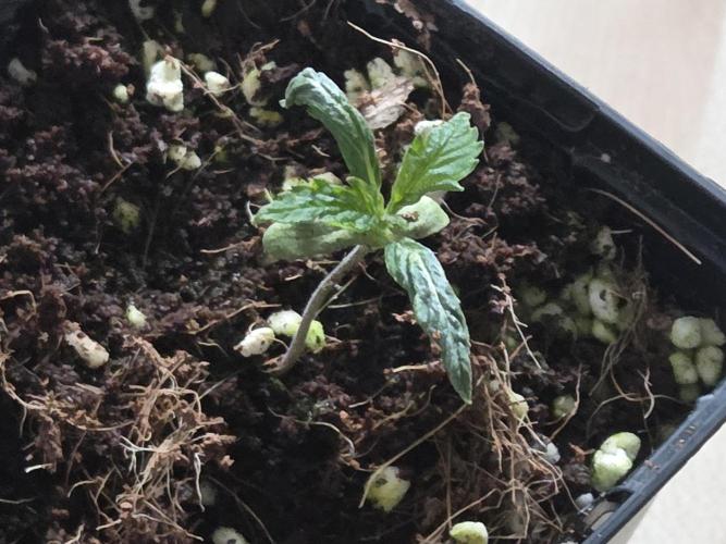 HSC All Gas OG-Autopot  Coco. Week 2