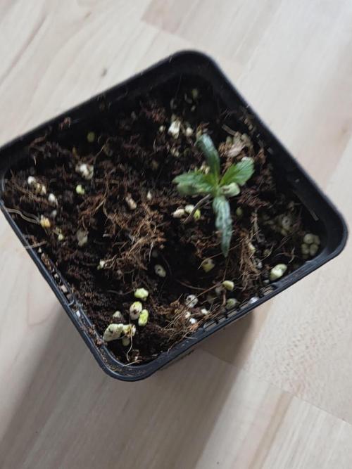 HSC All Gas OG-Autopot  Coco. Week 2