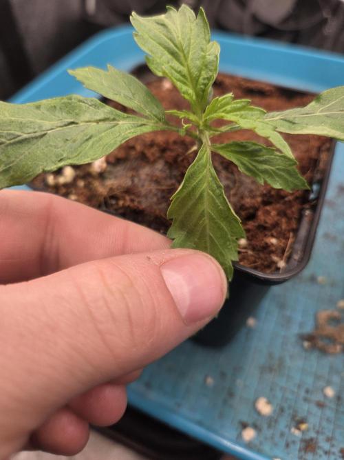 HSC All Gas OG-Autopot  Coco. Week 3